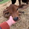 slapassranch