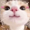_bunye_