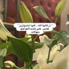 wafa12a