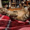 iamcatparent
