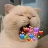 cattycute8