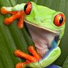 scififroglovercatmom