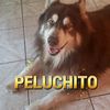 6471peluchitolopez