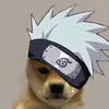 dogkash1