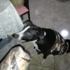 ottomania_oficial