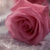 dyr3iqsq5kib