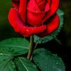 marisol12971