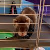 ..ferret..fam