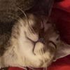 ilovemycat444_