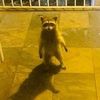 leagueraccoon