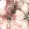 florynna.fae