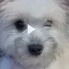 princemarcustarroza