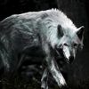 00lone.wolf00