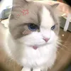 ngocthao_123456