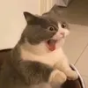 nguyemffdhu