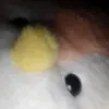 mnivpv