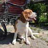 melaniya.beagle.baku