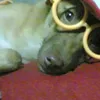 chechilchwa