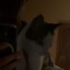 chiefbean0