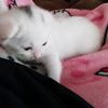 ne_fuggy