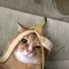 cat_shark_bear