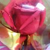 carolann4857
