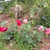 www.tiktok.compr928_em