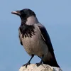crow_varan