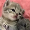 karam_koki16