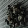 barnaclesoof
