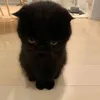miphaqer