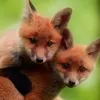 x_fox1_x