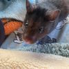 briella_and_nibbles1