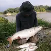 kelabauranjer