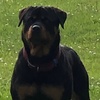 koru_the_rottie