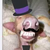 goofydiof