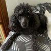 molly_toypoodle