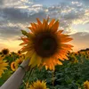 happysunflower1503