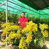 VƯỜN NHÀ TÝ