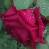 mehar__dil