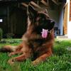 toto_the_german_shepherd