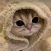 bushra_609