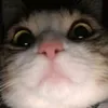 aklanalfredo0