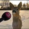 realdeer2