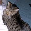 chubbs5202