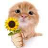sunflowers.tv