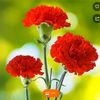 md.salim1258