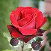 nouralhasan34