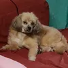cancervivr