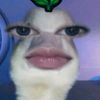 anjaniii_kytt